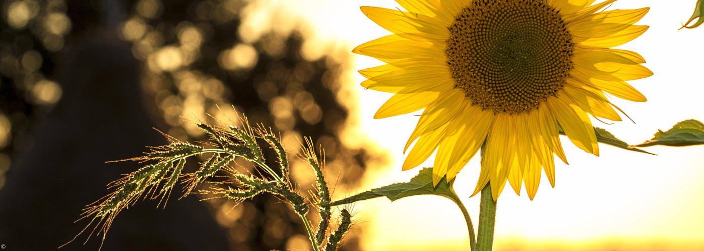 Sommer Sonnenuntergang Sonnenblume