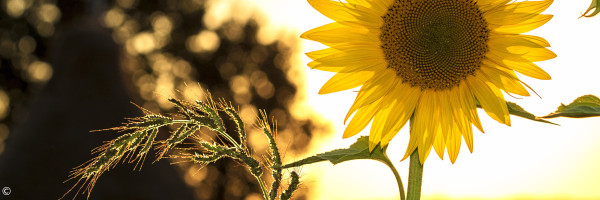 Sommer Sonnenuntergang Sonnenblume