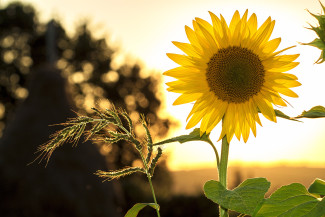 Sommer Sonnenuntergang Sonnenblume