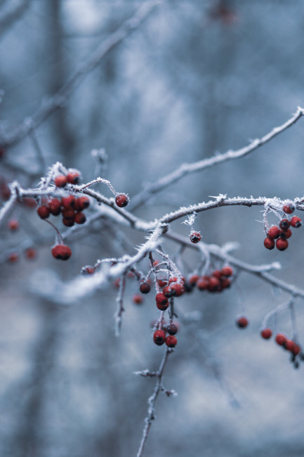 Zweige Winter