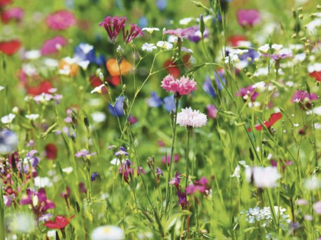 Sommerwiese